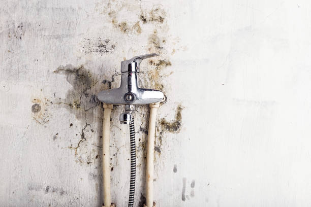 Best Residential Mold Remediation in Brookdale, CA