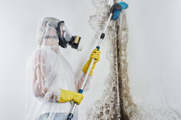 Best Residential Mold Remediation in Brookdale, CA