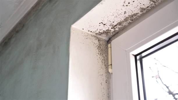 Brookdale, CA Mold Remediation Company