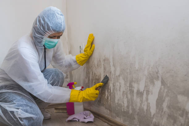 Best Crawl Space Mold Remediation in Brookdale, CA