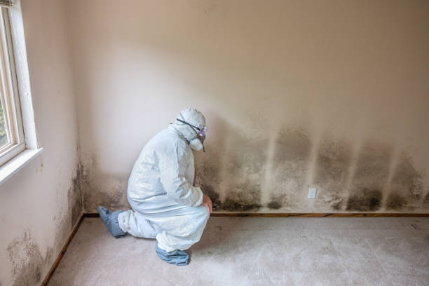 Best Mold Remediation for Specific Building Types in Brookdale, CA