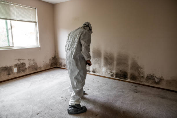 Best Post-Flood Mold Remediation in Brookdale, CA
